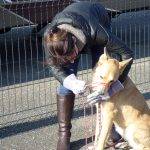 Formation aux premiers secours canin félin à Illzach dans le Haut Rhin Wittenheim 5