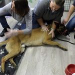 Formation aux premiers secours canin félin à Illzach dans le Haut Rhin Pfastatt 23