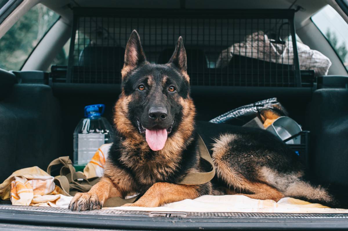 Transport de chiens dans le Haut-Rhin (68) Saint-Louis