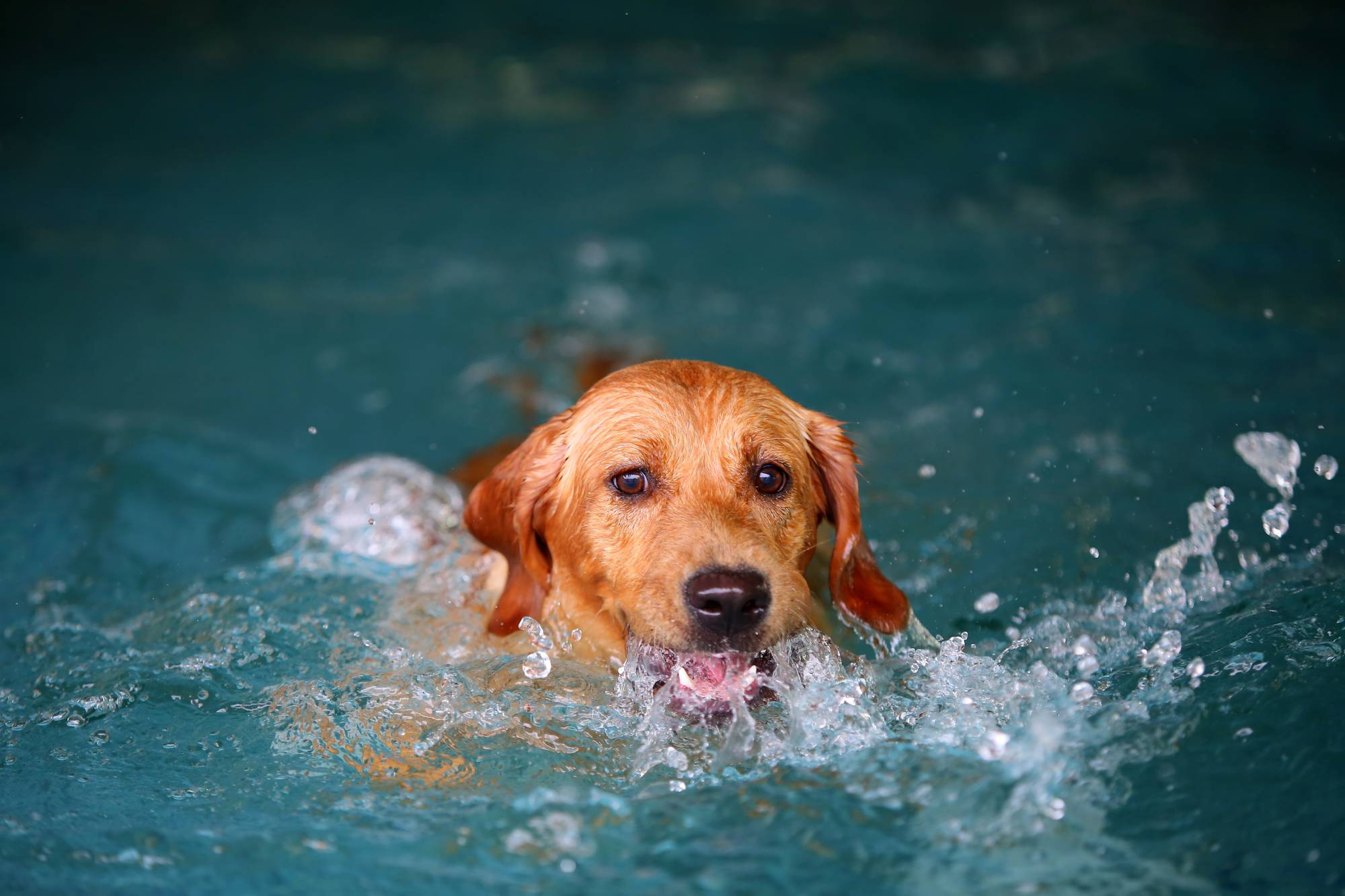 Quels sont les exercices de natation bénéfiques pour la rééducation des chiens après une opération ? Colmar