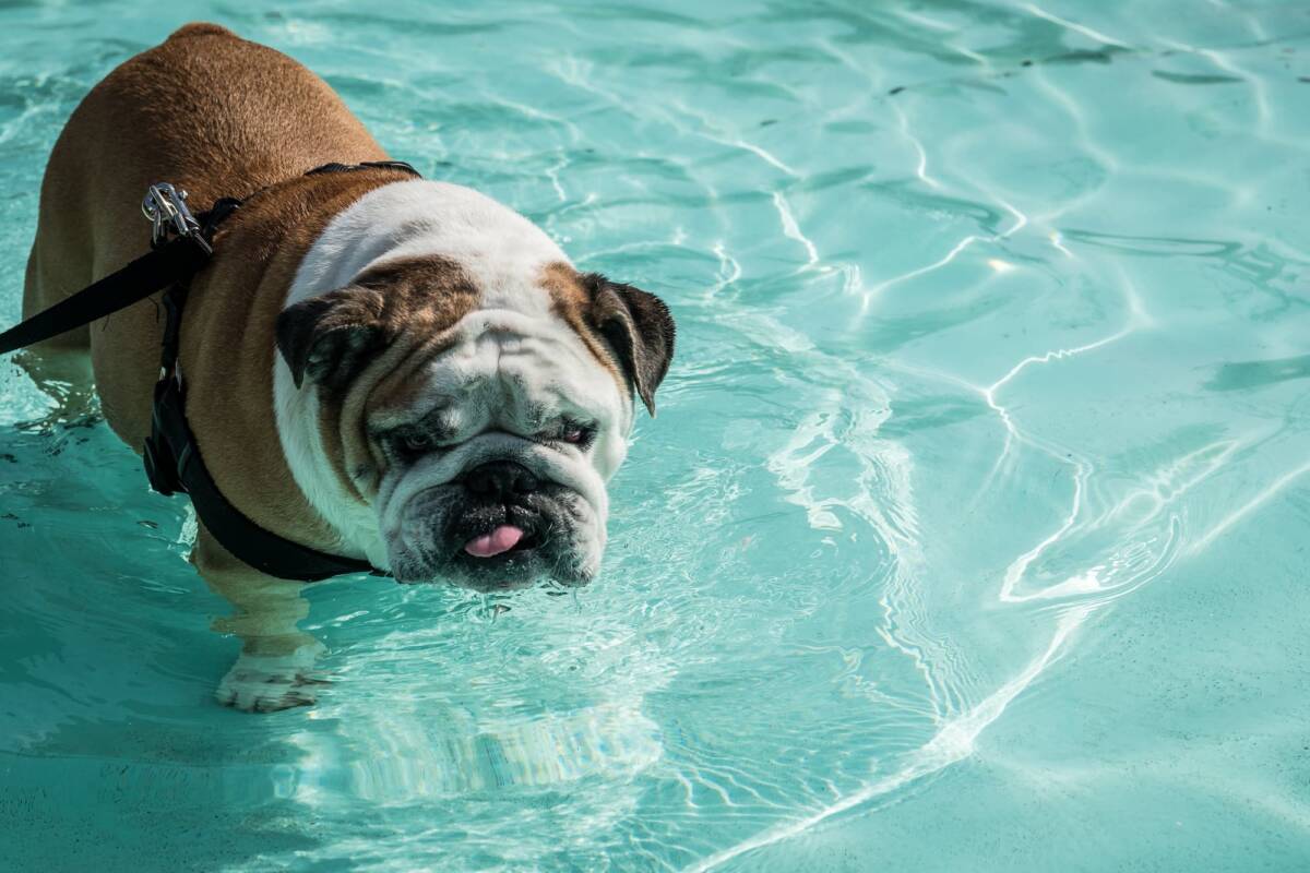 Comment la remise en forme dans l’eau peut-elle aider les chiens souffrant d’obésité ? Saint-Louis